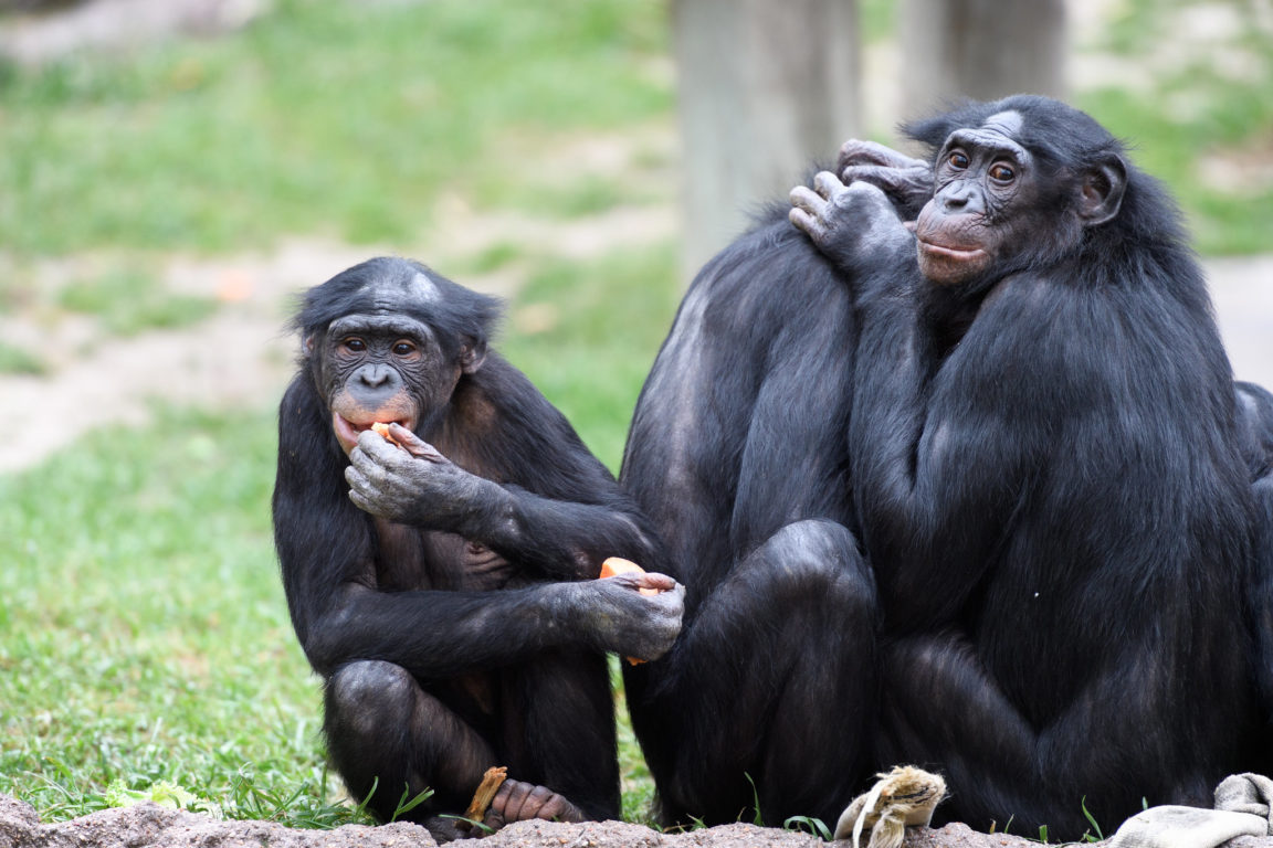 bonobos
