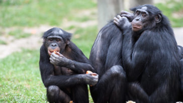 bonobos