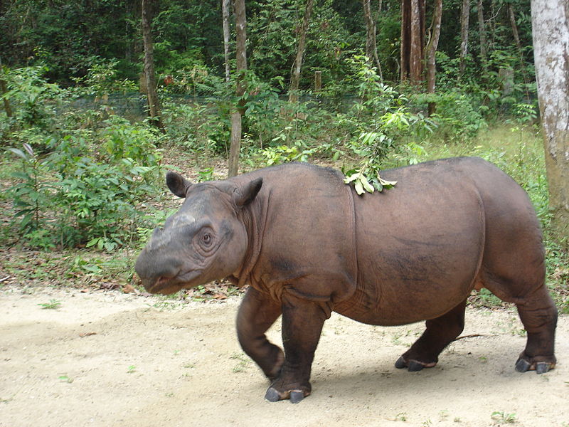 rhinocéros