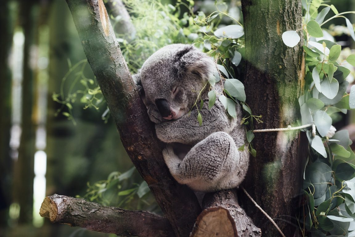 koalas