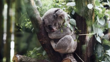 koalas