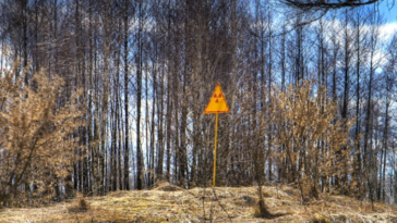 foret rousse Tchernobyl