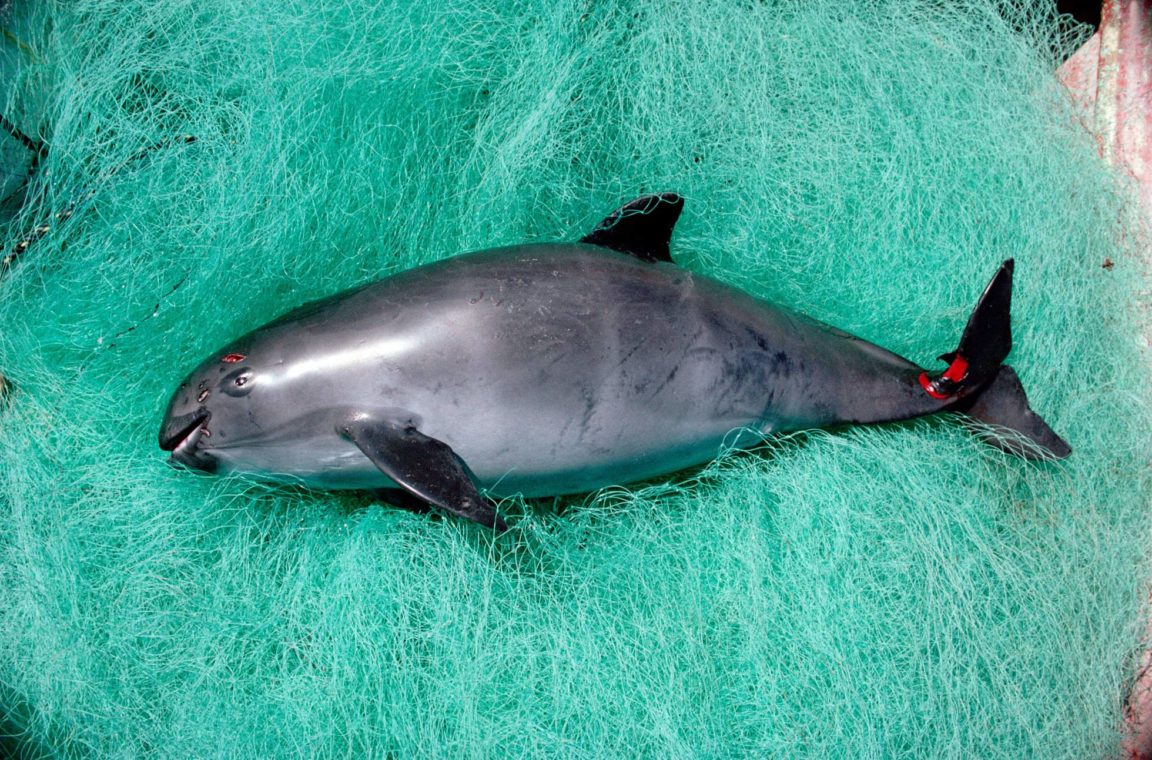 vaquita