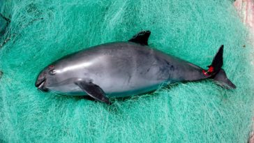 vaquita