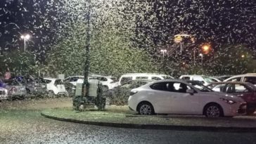 sauterelles invasion