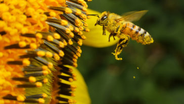 abeille au travail butine