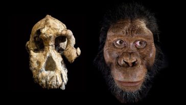 australopithèque homme préhistorique