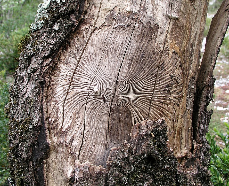 forêts arbre scolytes