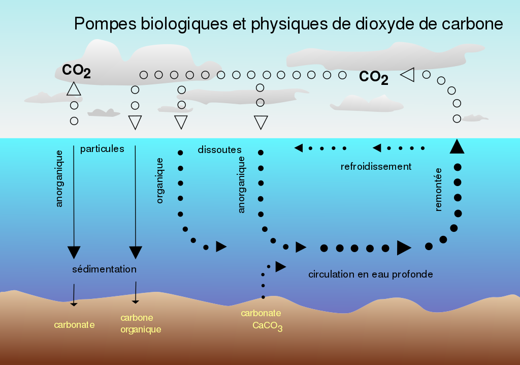pompe biologique océan
