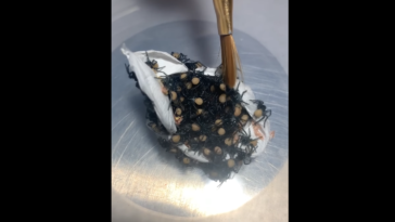 araignée poche oeufs