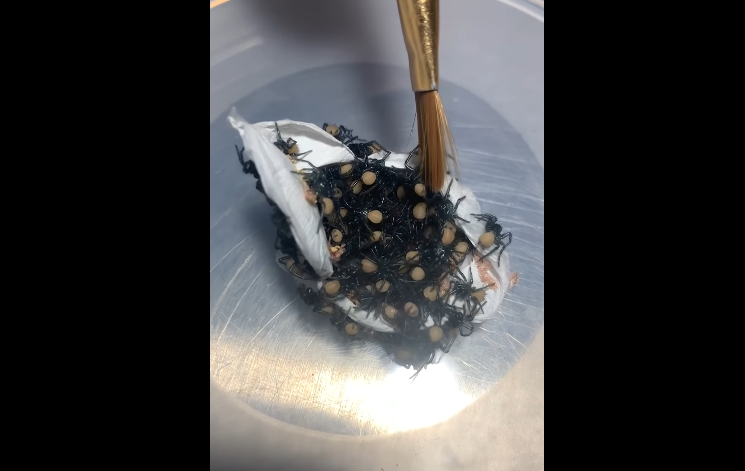 araignée poche oeufs