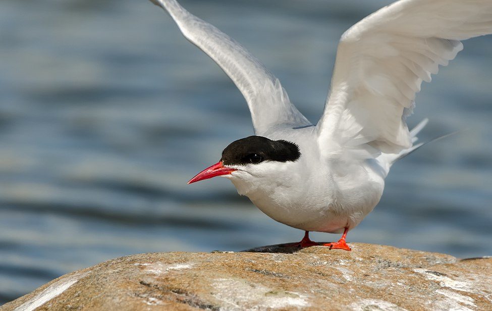 arctique oiseau de mer