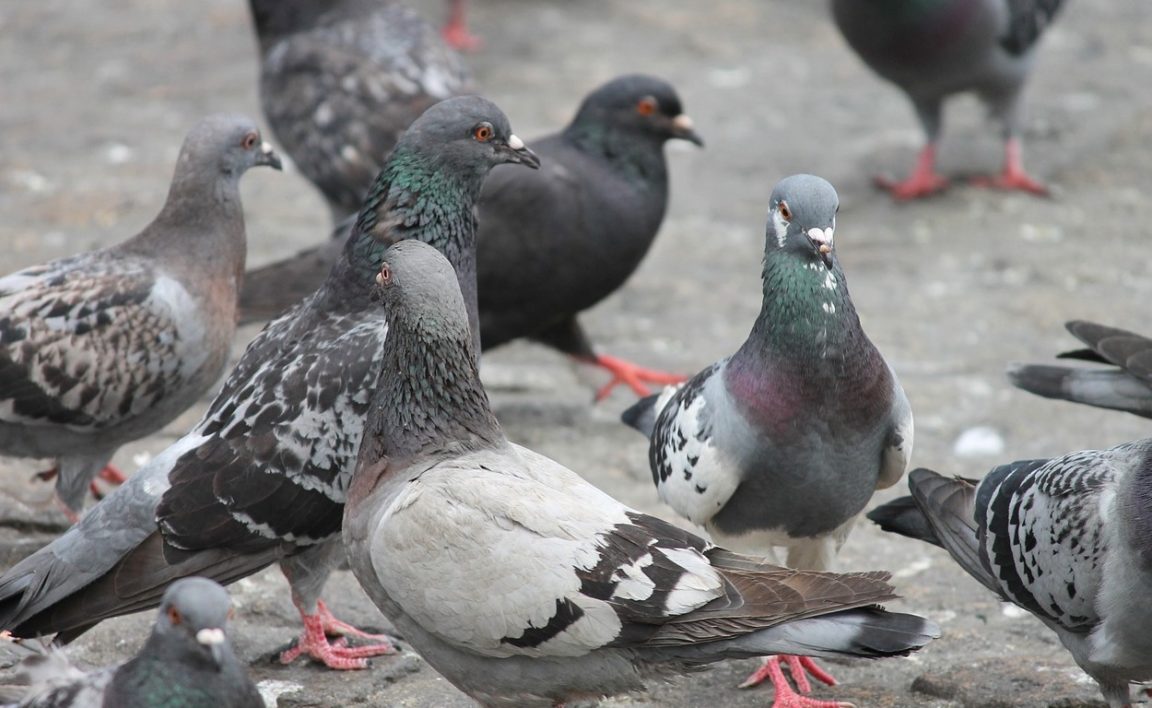 pigeons