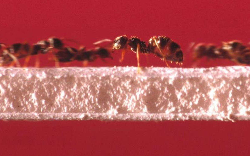 fourmis pont circulation