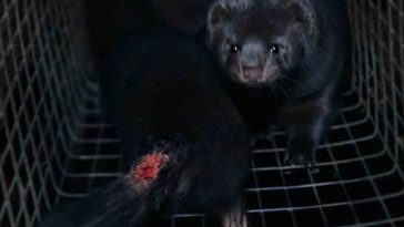 vison fourrure israël