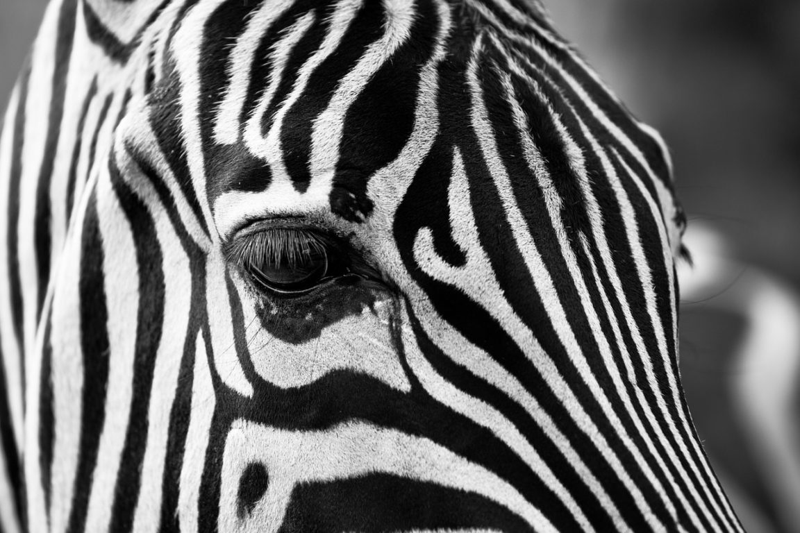 zebre