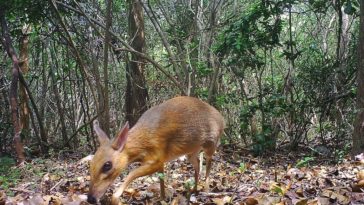 chevrotain