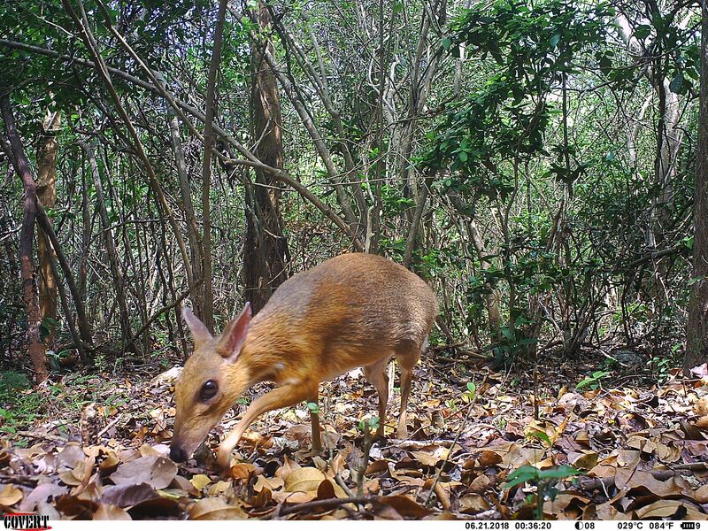 chevrotain