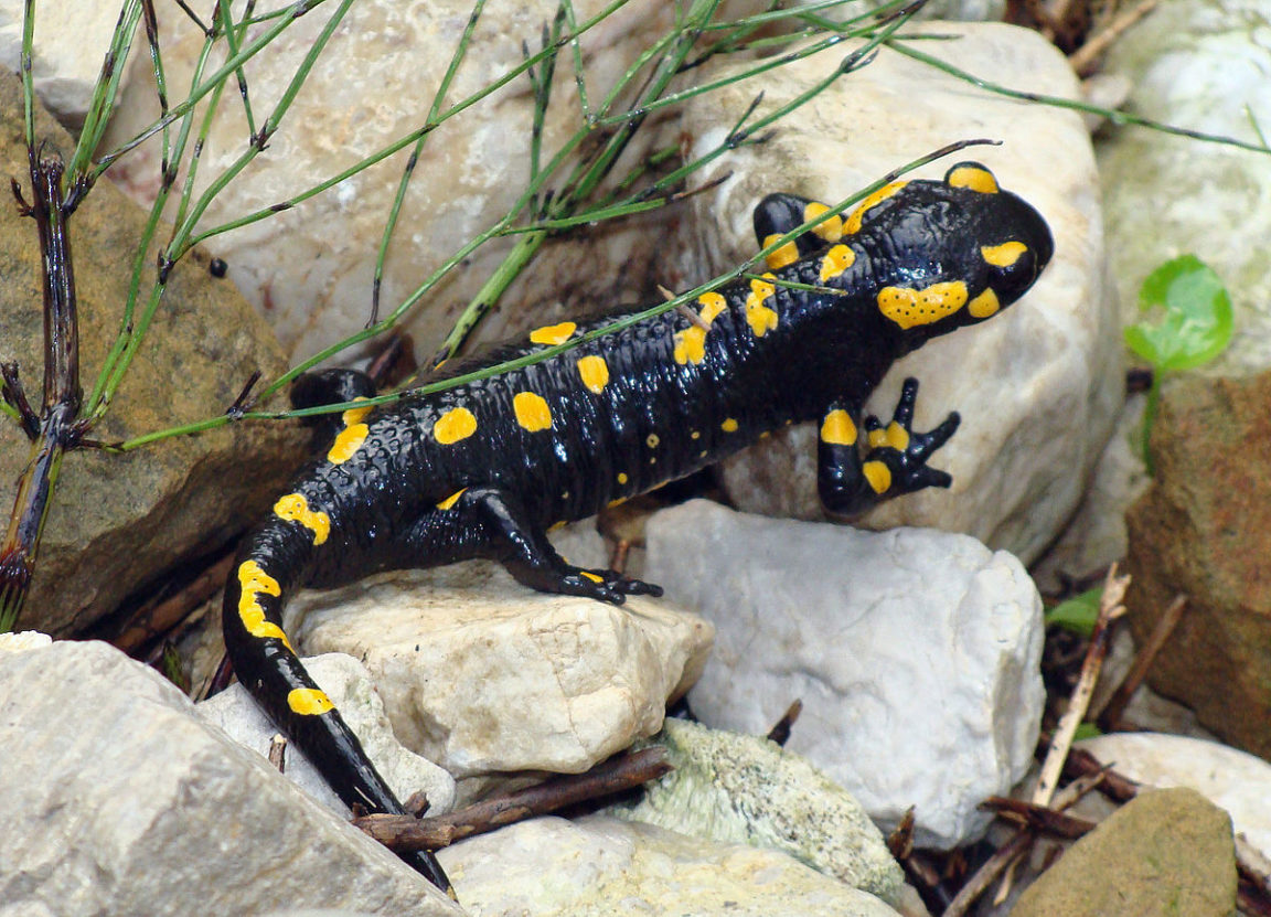 salamandre rocher amphibien batracien animal