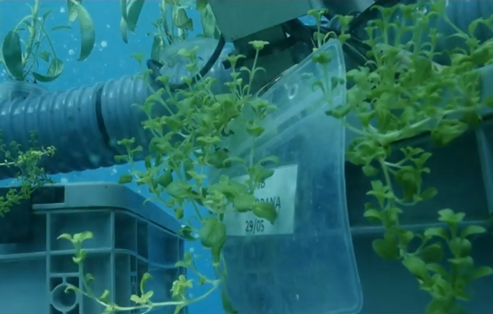 serre aquatique Némo 2