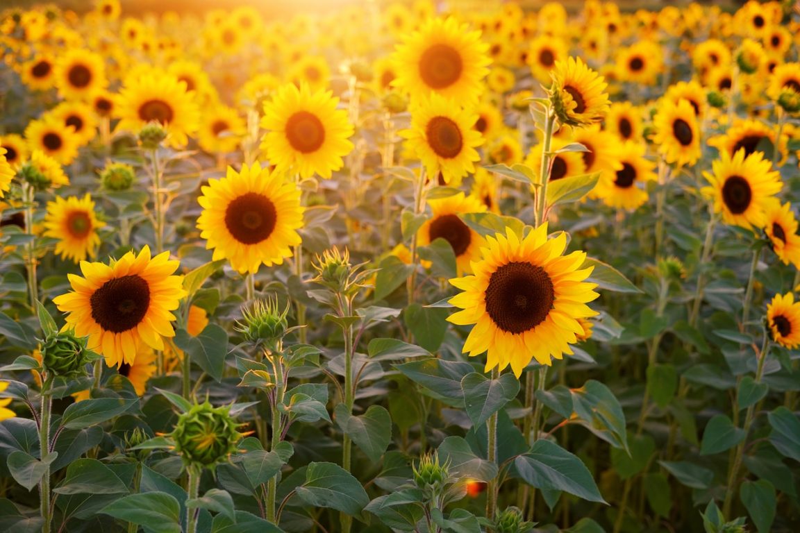 tournesols
