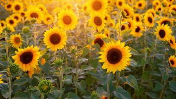 tournesols