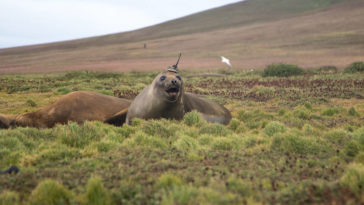 éléphant de mer antarctique 2