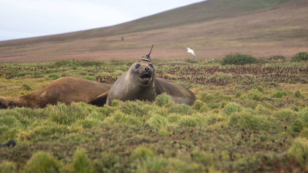 éléphant de mer antarctique 2