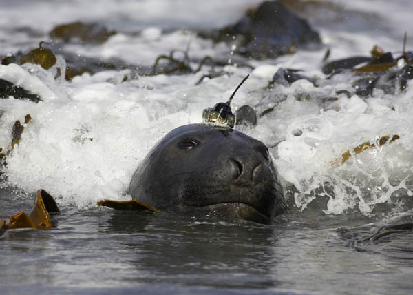 éléphant de mer antarctique
