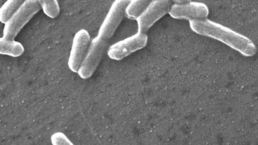 bactérie E.coli