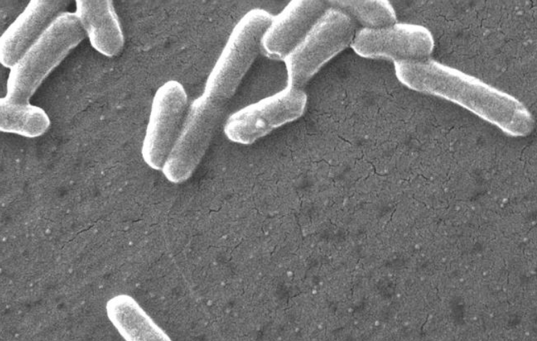 bactérie E.coli