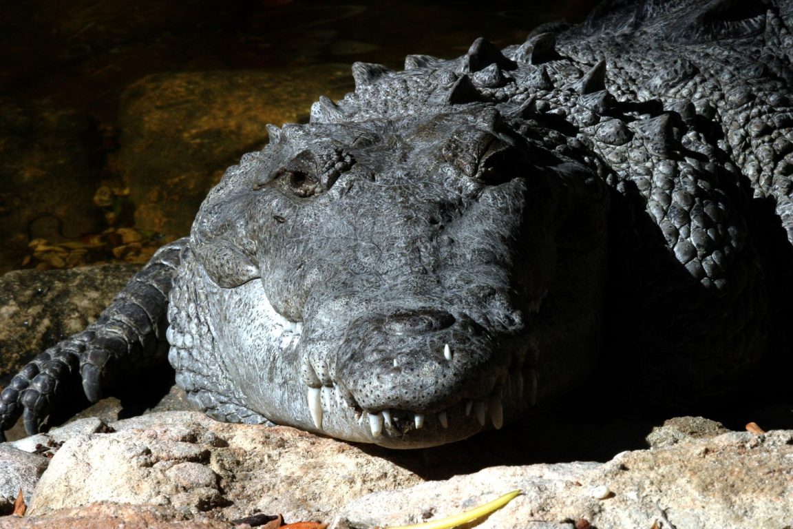 crocodile