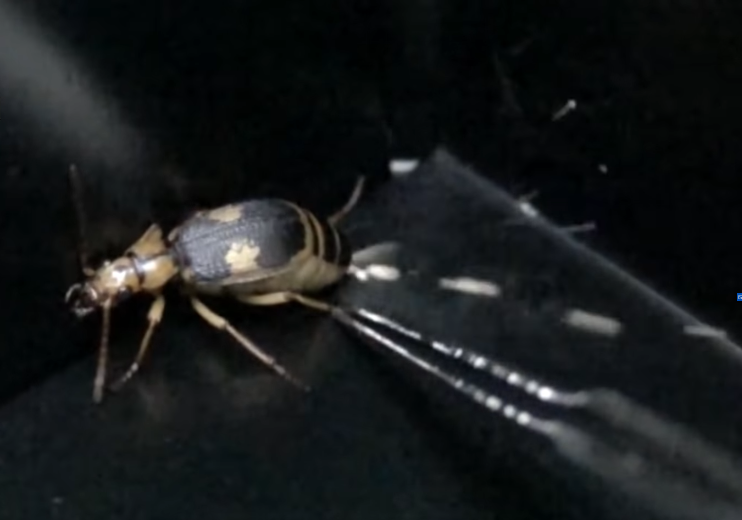 jet chimique coléoptère