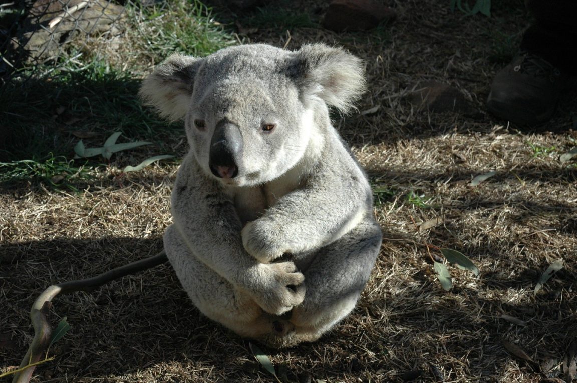 koala
