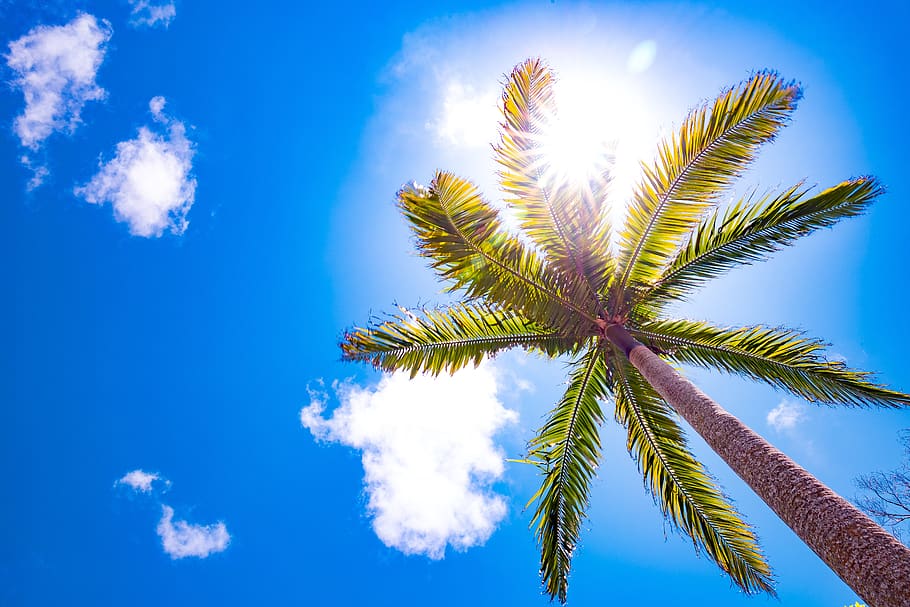 palmier soleil