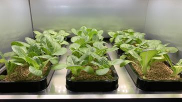 potager interieur LG 3