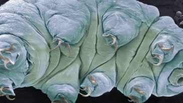 tardigrades