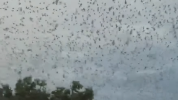 chauve-souris invasion
