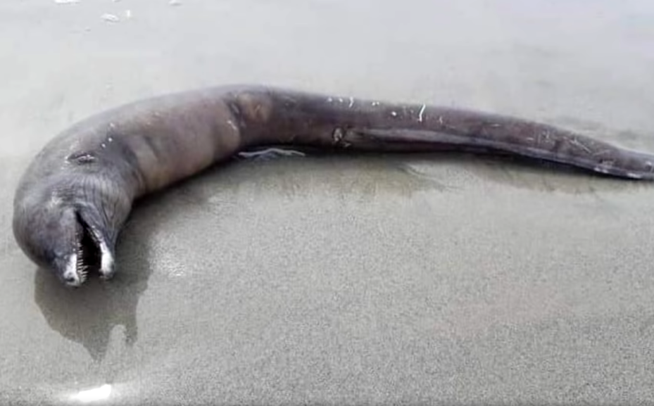 créature marine mexique 2