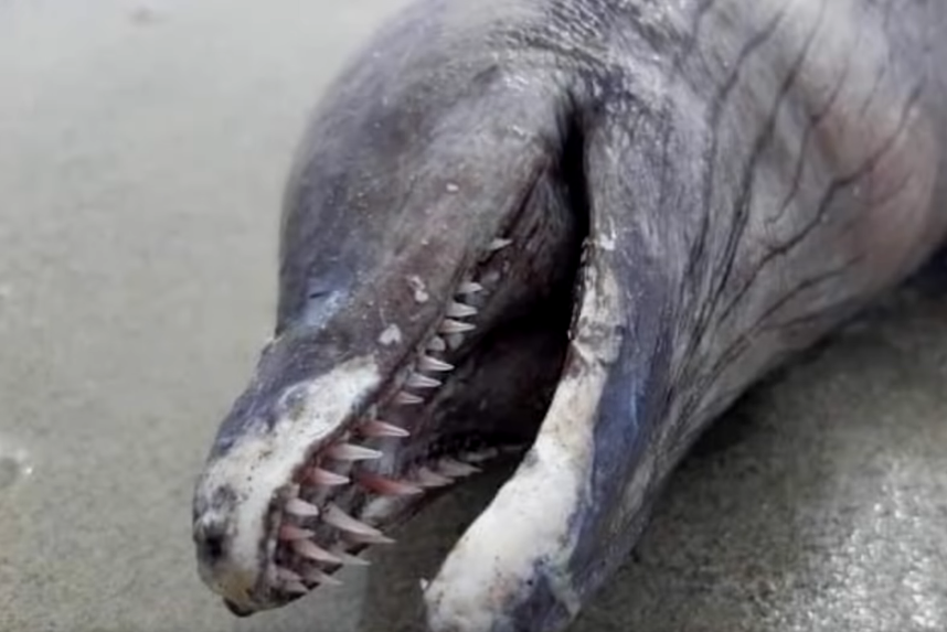 créature marine mexique