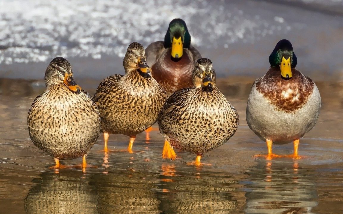 canards