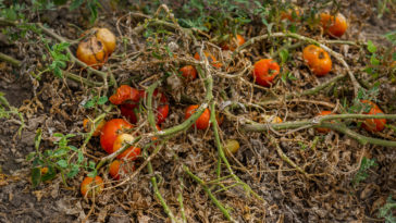 tomate grillée morte