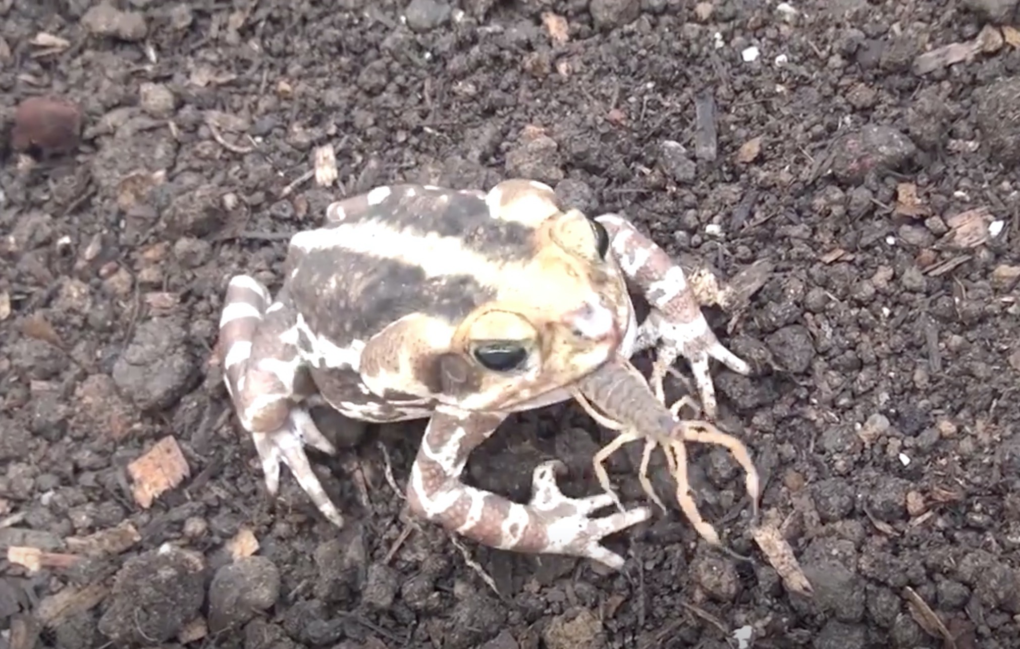 scorpion crapaud