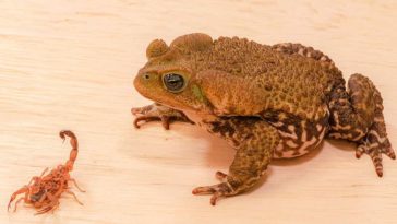 crapauds