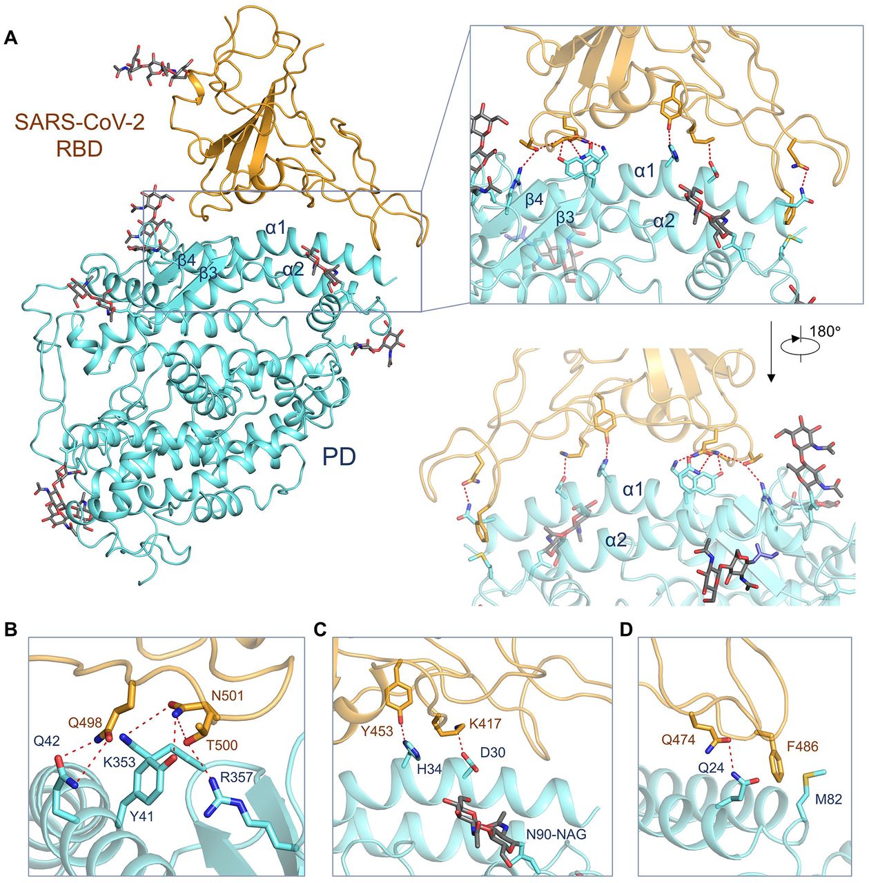 shéma attaque coronavirus