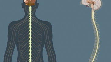 systeme nerveux central