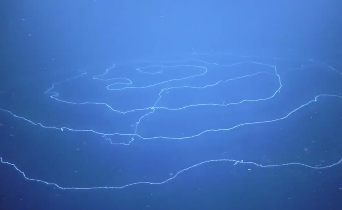 siphonophores