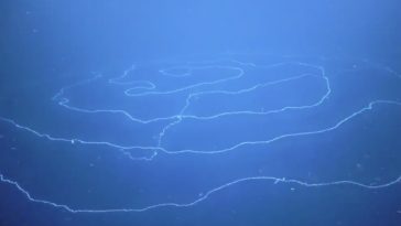 siphonophores