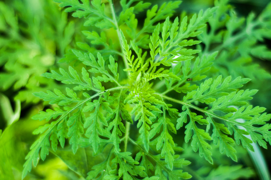 Ambrosia artemisiifolia