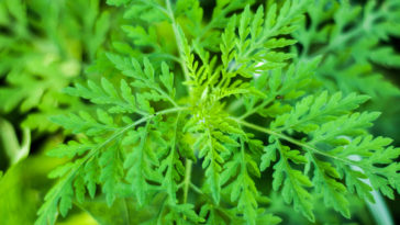 Ambrosia artemisiifolia